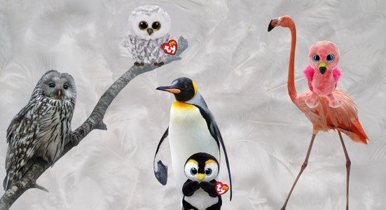 Why We Love Birds