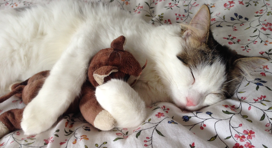 Cat cuddling with plush toy