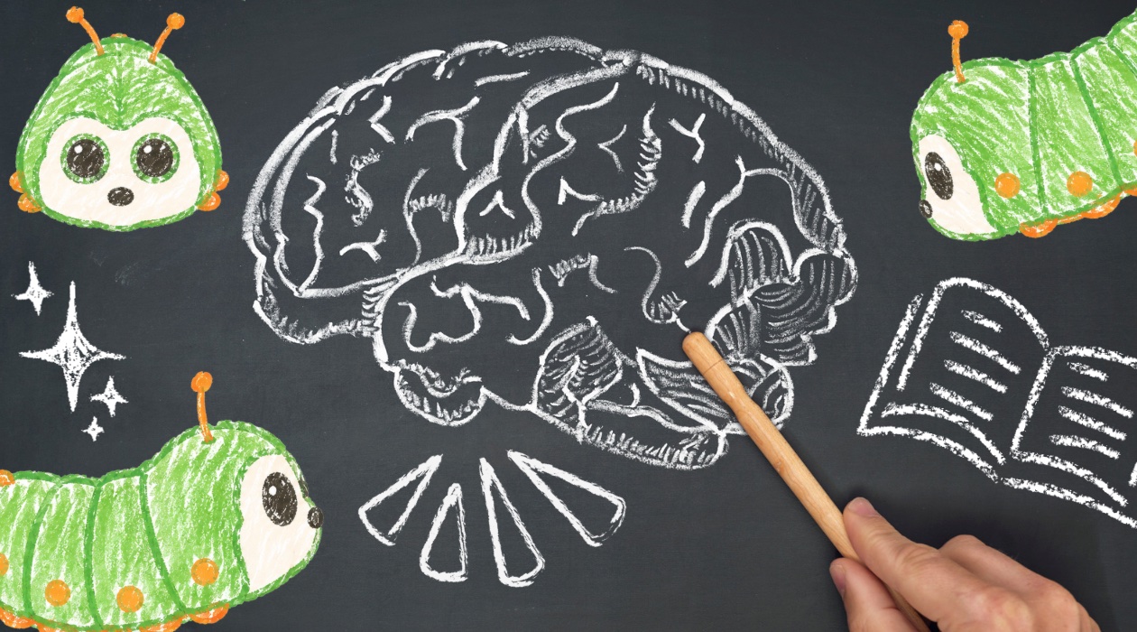 Stuffed Animal Psychology