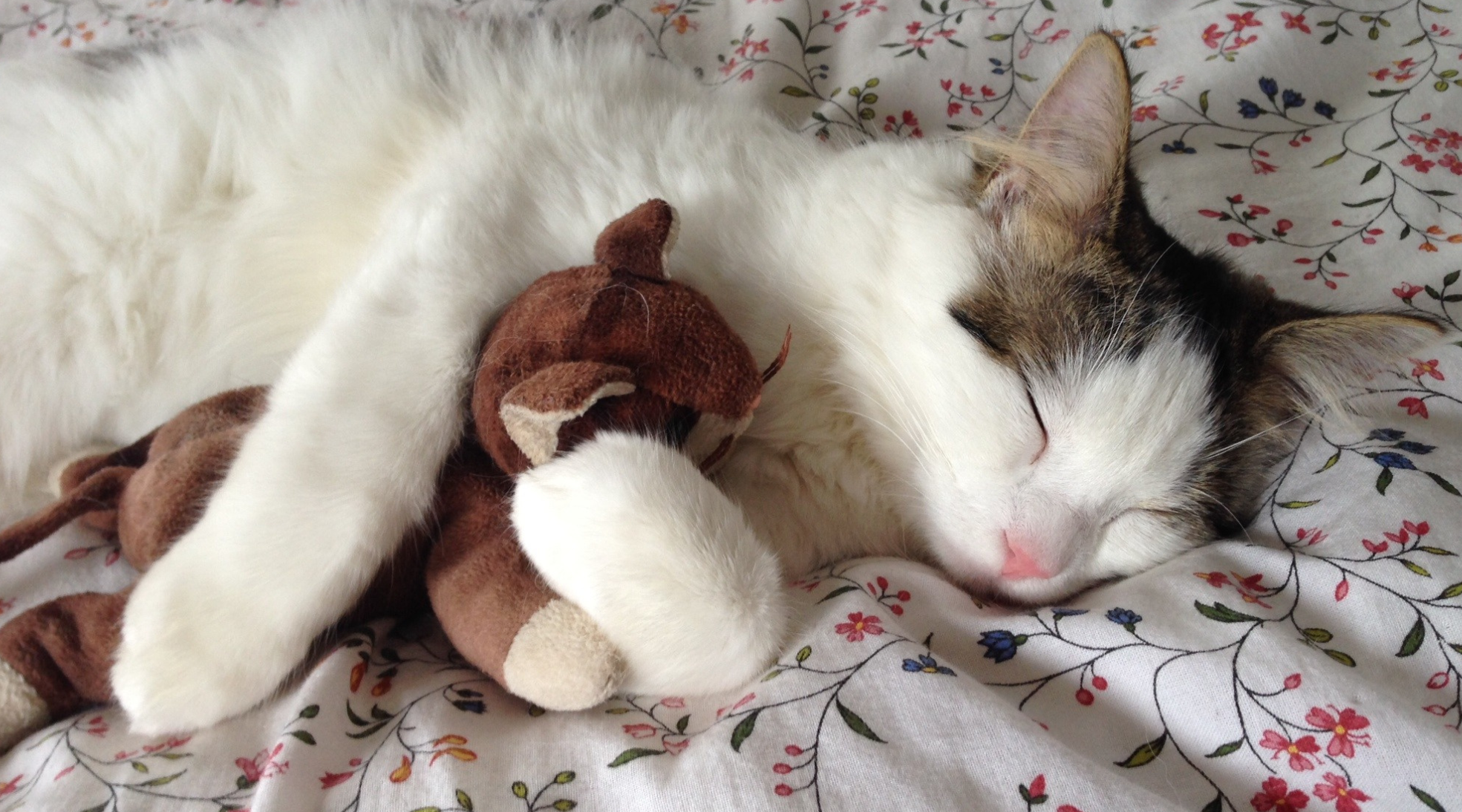Cat cuddling with plush toy